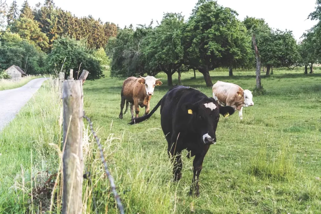 Rinder-Landwirtschaft-Natur-Oase-Steinerskirchen