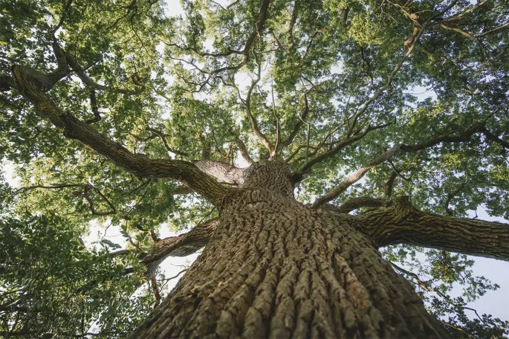 Ruhe-Auszeit-Natur-Eiche-Oase-Steinerskirchen_
