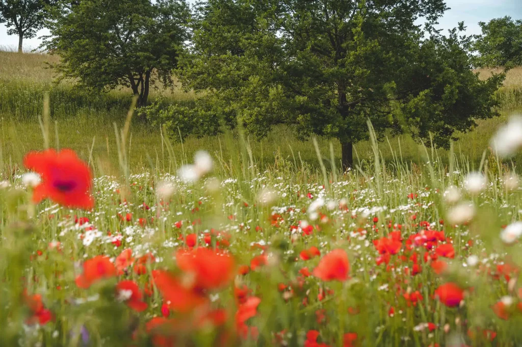 Mohn-Wiese-Blumen-Steinerskirchen